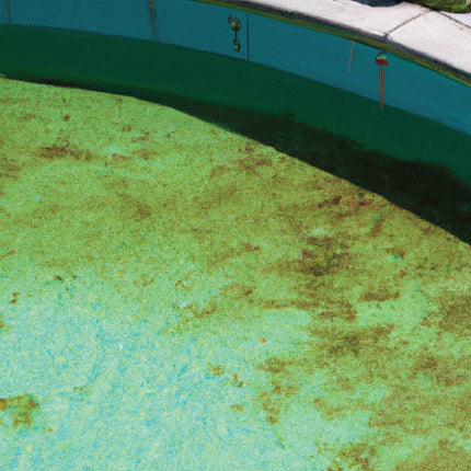 Have Algae In Your Pool?