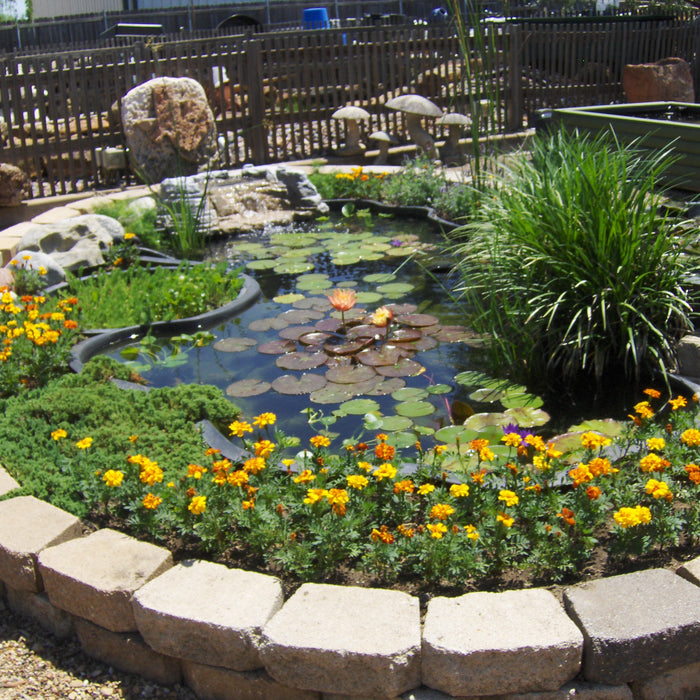 Texas-Sized Tips: Early Summer Pond Care for a Sparkling Season