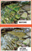 Green_Clean_Info