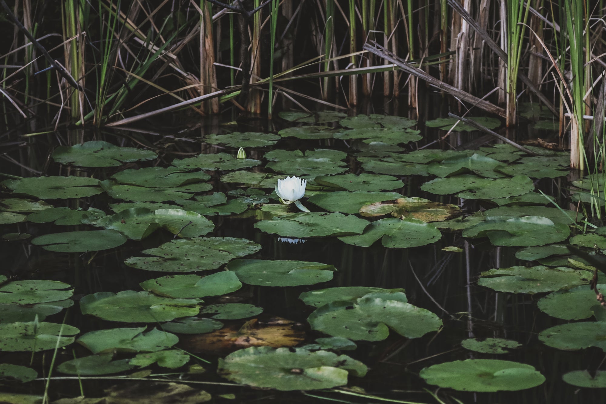 flower_20in_20lily_20pad_20pond